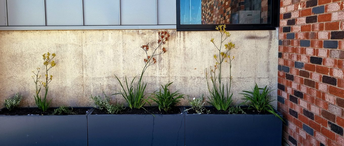 Green walls Australia, planter boxes,